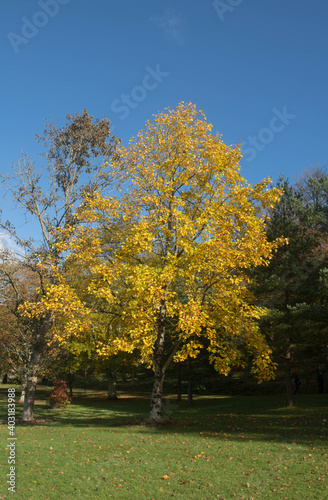 Bright Yellow Autumn Leaves on a Chinese Tulip Tree (Liriodendron chinense) Growing in a garden in Rural Devon, England, UK