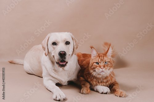 Brother and sister , dogs and cats lovers