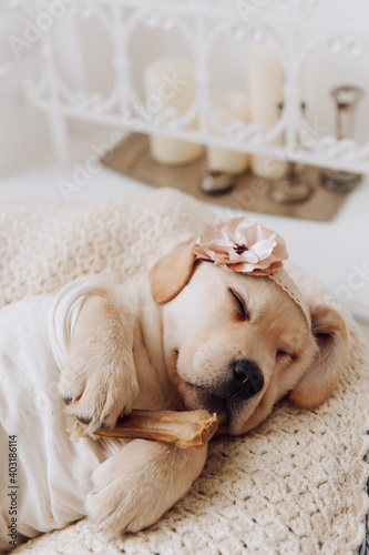 Adorable little labrador retriever puppy dog sleep