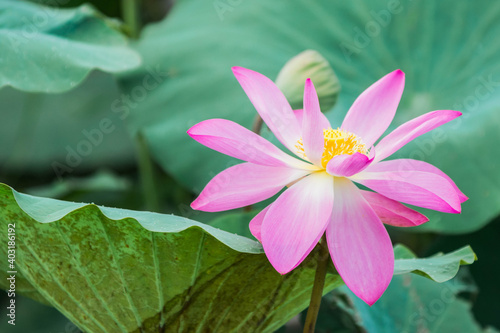 Pink Water Lily