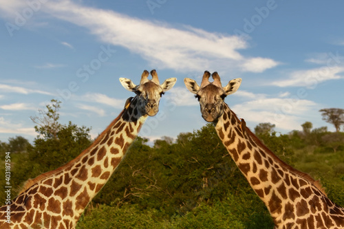 Giraffen im Nationalpark Tsavo Ost, Tsavo West und Amboseli in Kenia photo