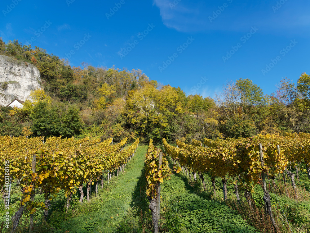 Istein zwischen Reben und Rhein. Landschaft mit Weinbergen im Herbst