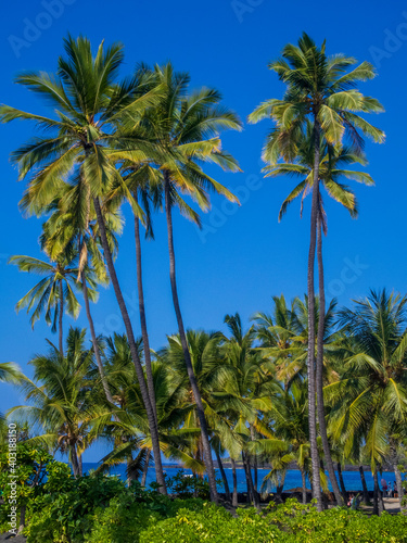 palm trees on the beach © Zoomtraveller