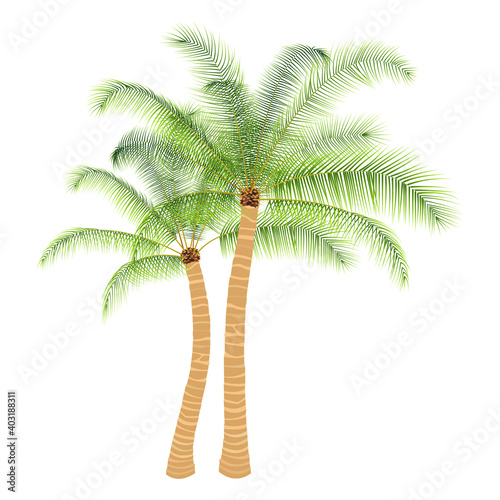 Palm trees isolated on a white background. Beautiful vector illustration.