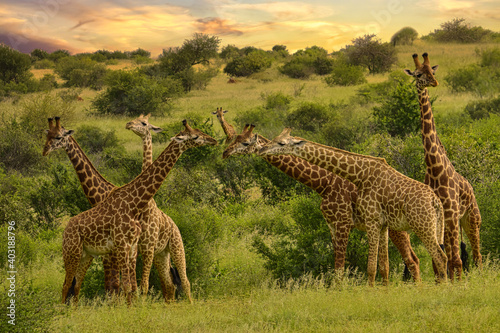 Giraffen im Nationalpark Tsavo Ost, Tsavo West und Amboseli in Kenia photo