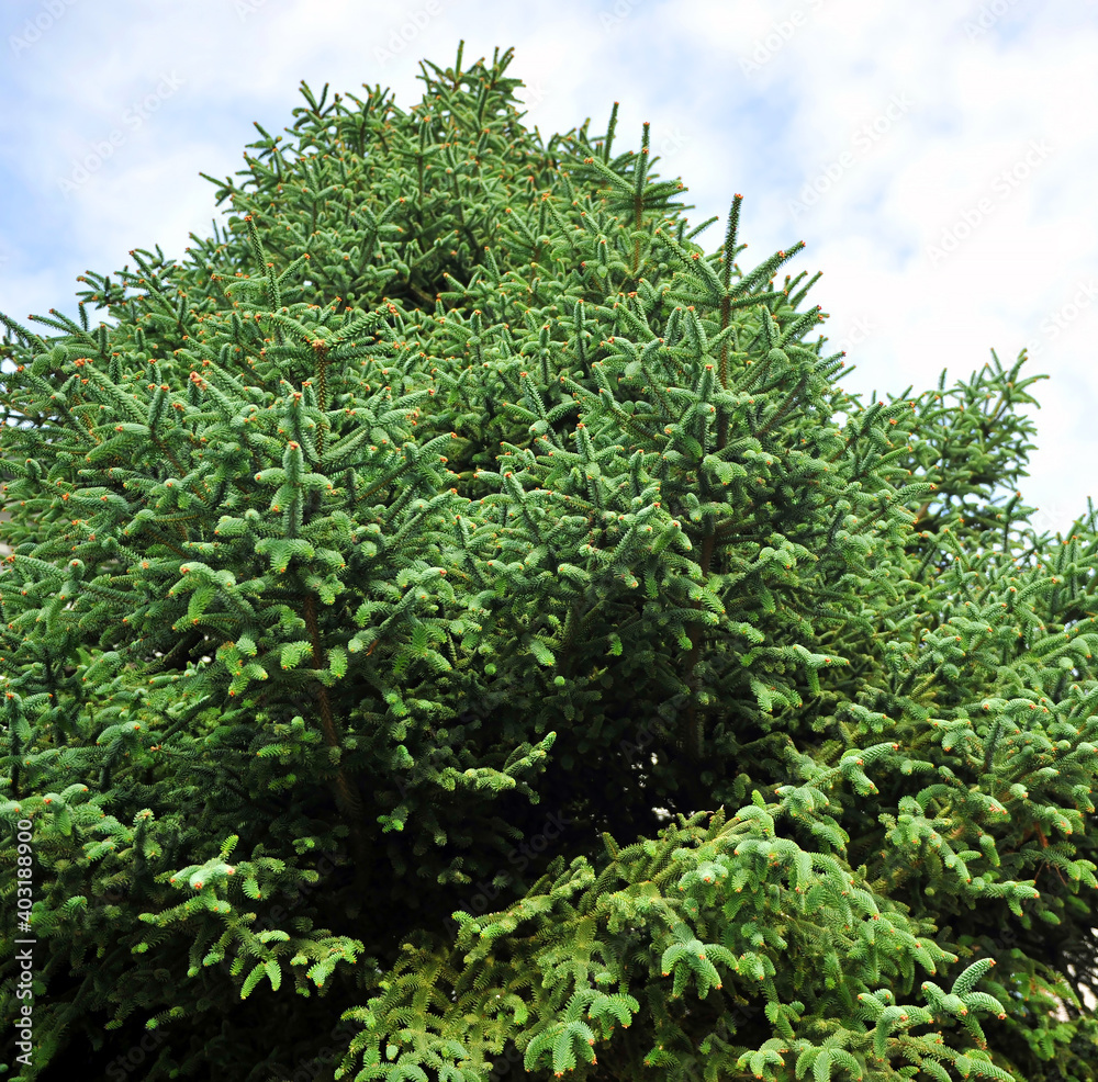 Pinsapo (abies pinsapo), species of fir tree that is found in Europe only in the mountains of the Sierra de Grazalema Natural Park, Cadiz province, Andalusia, Spain