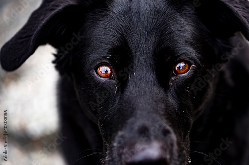 Black German Shepherd dog with brown eyes portrait. © Mike