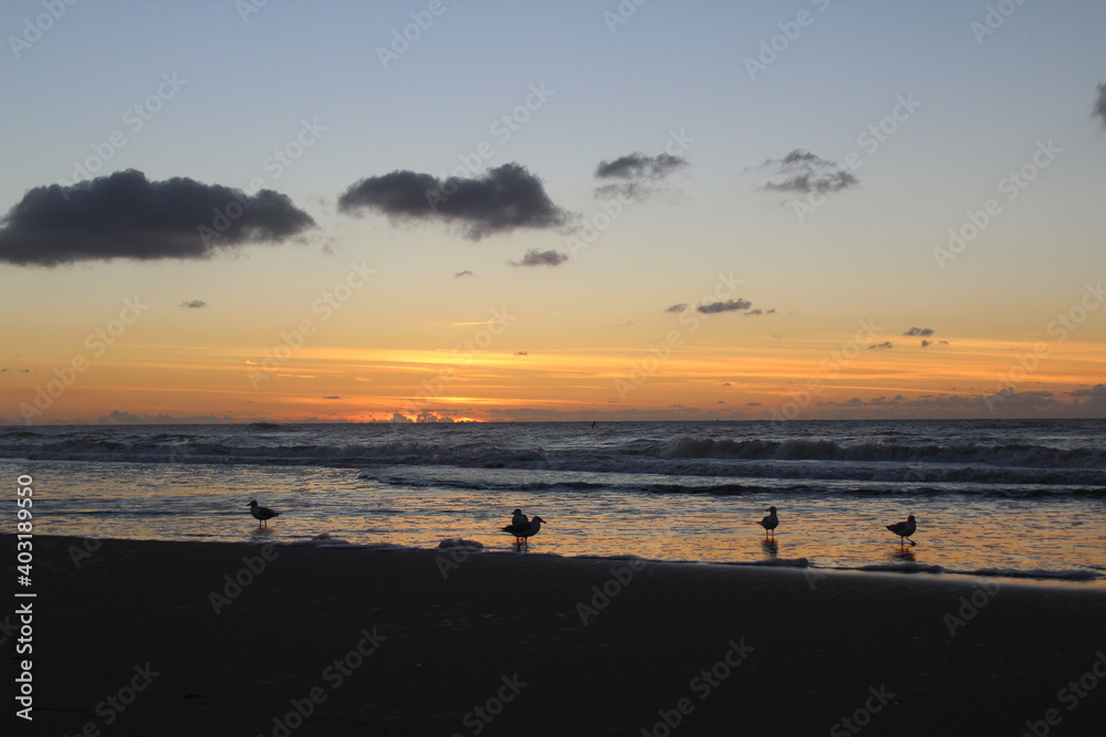 Sonnenuntergang an der Nordseeküste in den Niederlanden mit Möwen am Wasser.