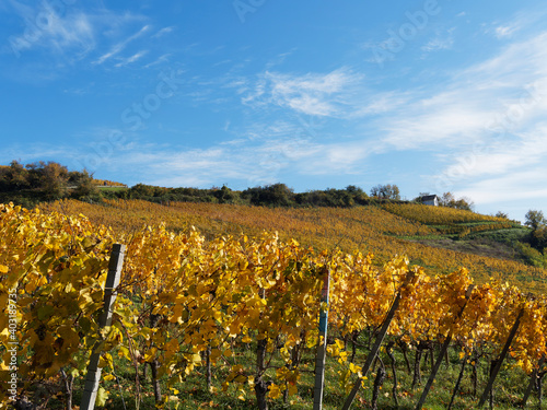 Istein zwischen Reben und Rhein. Weinberge im Herbst zwischen Harverg und Klotze. Efringen-Kirchen Landkreis Lörrach im Baden-Württemberg photo