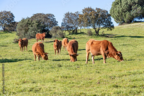 Brown Cows grazing on green pasture in Huelva, Andalusia, Spain