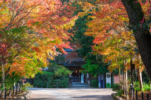 京都 宇治上神社の紅葉