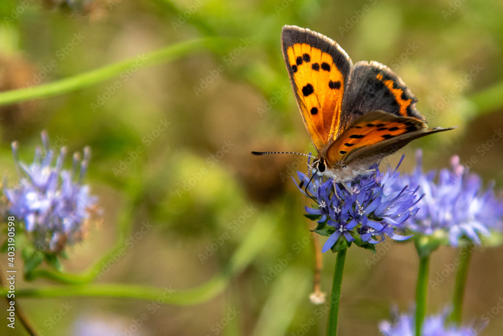kleine vuurvlinder (Lycaena phlaeas) on blue flower kleine vuurvlinder (Lycaena phlaeas) on blue flower
