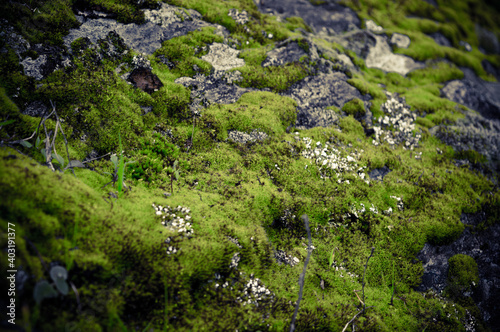 textura de piedra con musgo