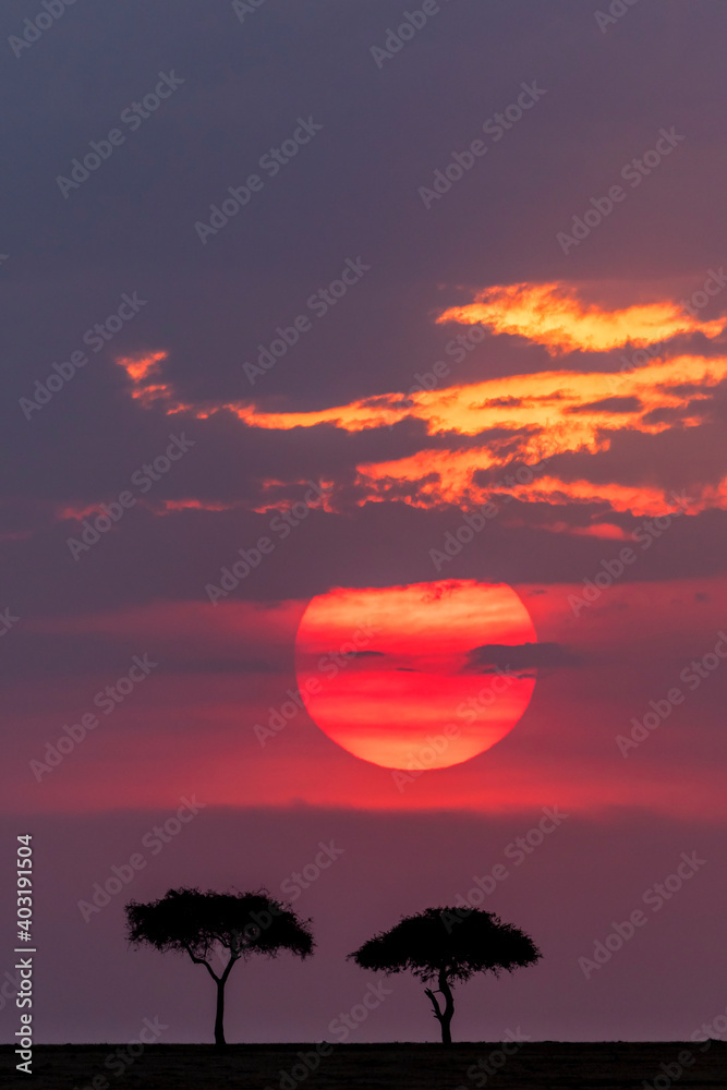 Awesome sunset with trees on the African savannah