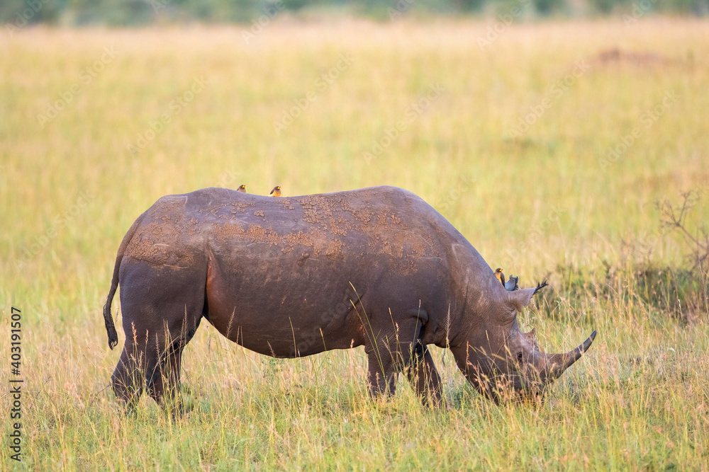 Black rhinoceros grazing on the savanna in africa