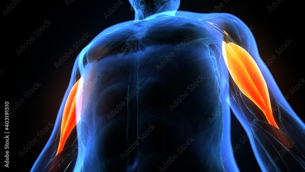 3d illustration of human body muscle biceps anatomy Stock Illustration ...