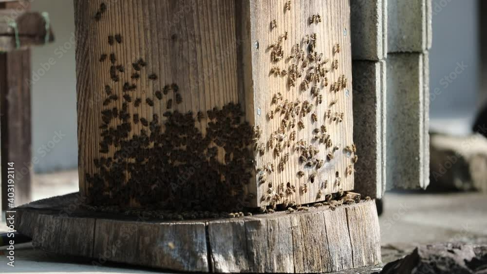 Japanese Honey bee (Apis cerana japonica) nesting in Japan Japanese Honey bee (Apis cerana japonica) nesting in Japan