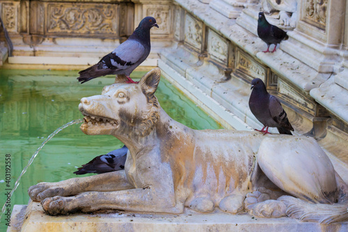 Pigeons on the she-wolf statue of Fonte Gaia fountain in Piazza Del Campo square  Siena  Tuscany  Italy. Italian landmark built in 1419. The wolf is representing the mother-wolf of Remus and Romulus.