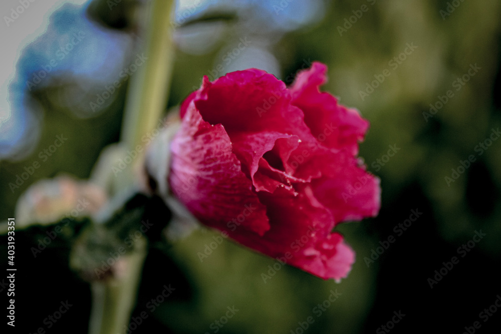 Obraz premium red rose bud