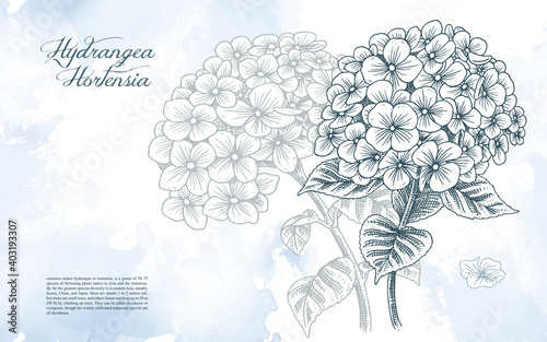 Hydrangea Flower illustration Hand drawn