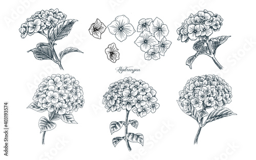 Canvas Print Hydrangea Flower illustration Hand drawn Assets