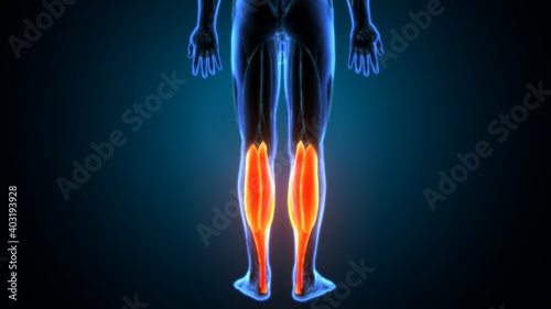 Quadro su tela 3d illustration of human body gastrocnemius muscle anatomy