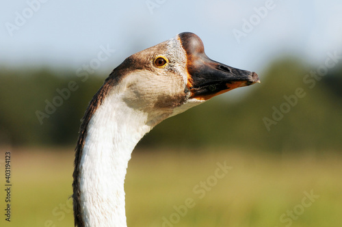 Принти на полотні head from swan goose in the nature