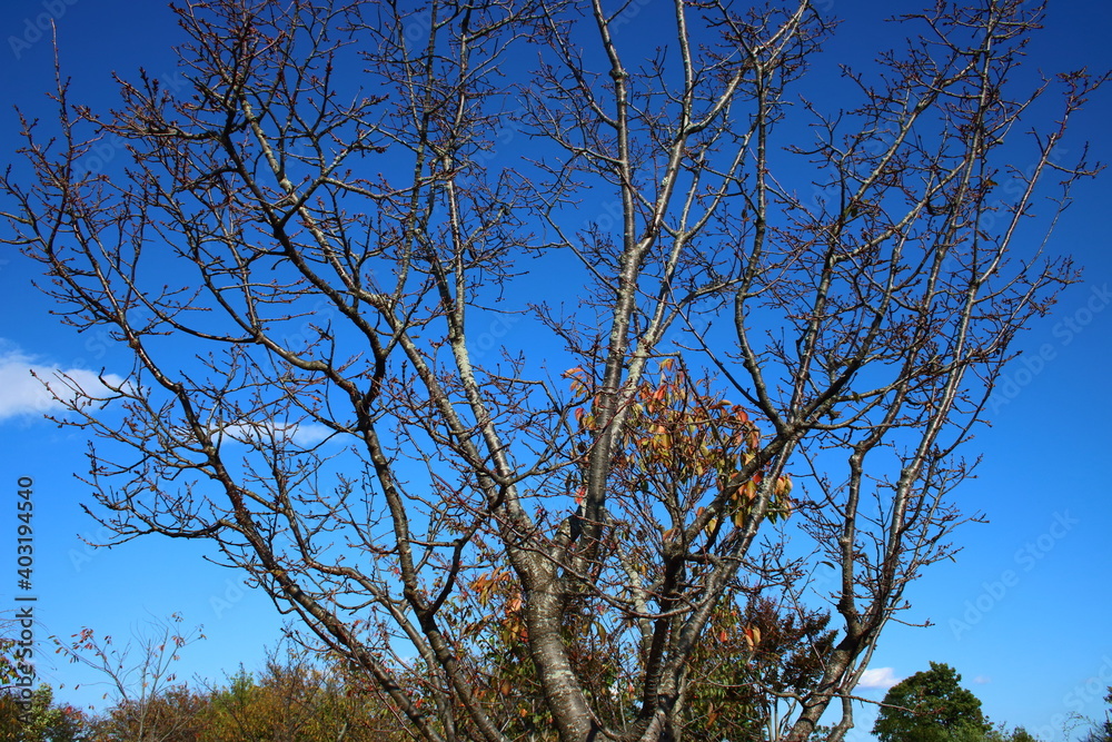 Obraz premium オカメザクラ(秋10月の落葉後に撮影)