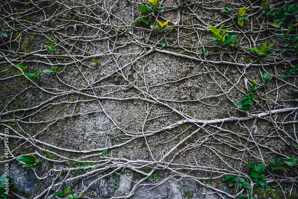 Nature takes its toll. Plants grow on a concrete wall Nature takes its toll. Plants grow on a concrete wall