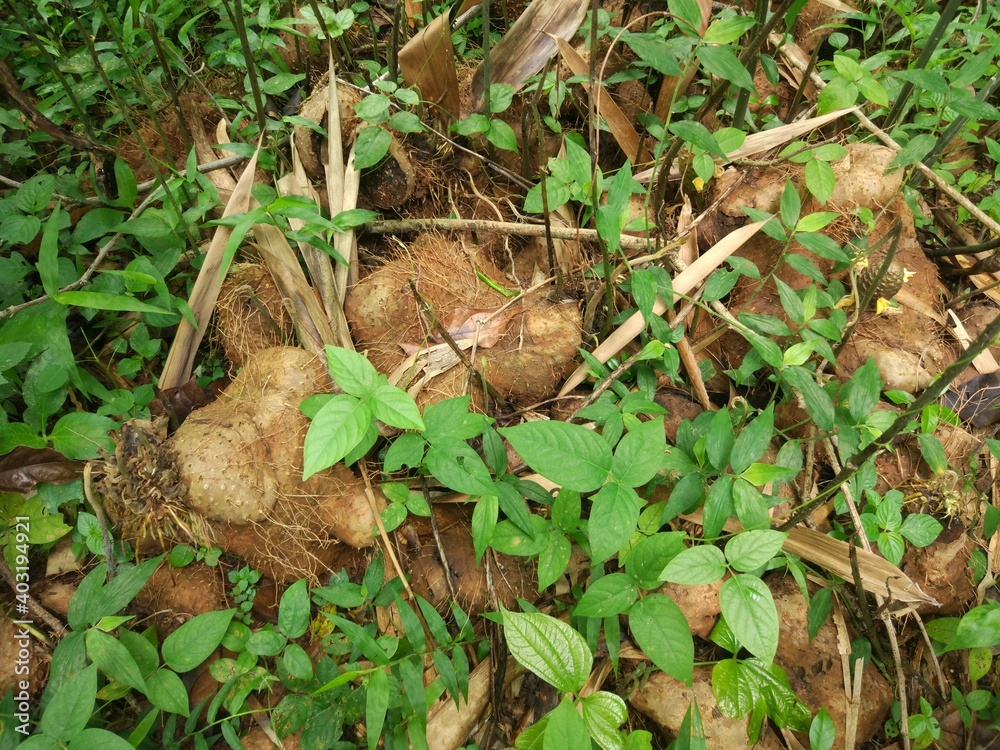 photo of gadung plants in the forest