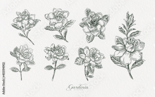 gardenia flower line art illustration hand drawn assets