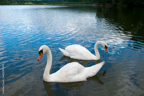 white swans group on the lake swim well under the bright sun