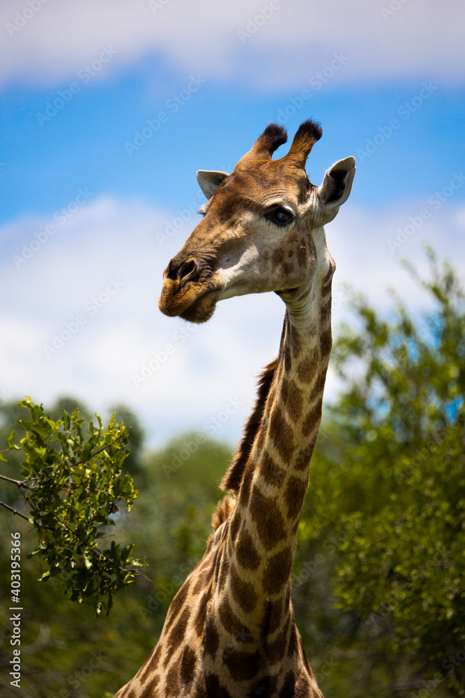 Fototapeta premium giraffe bull close up