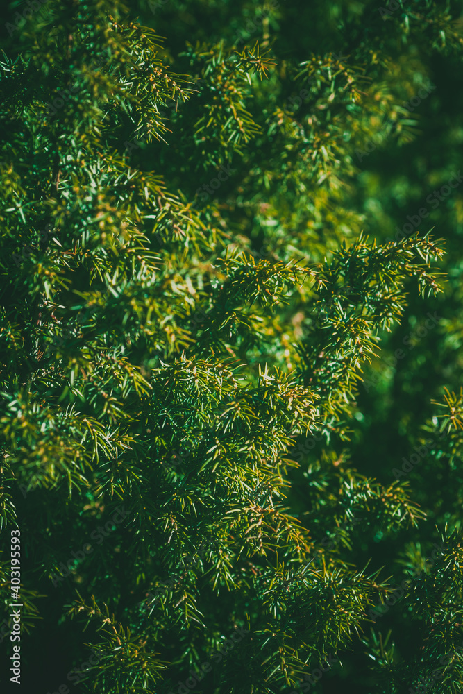 Spruce. Abstract blurred background with fir branches. Evergreen spruce Spruce. Abstract blurred background with fir branches. Evergreen spruce