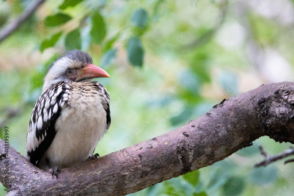 Fototapeta premium southern red-billed hornbill chick