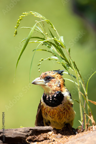 crested barbet