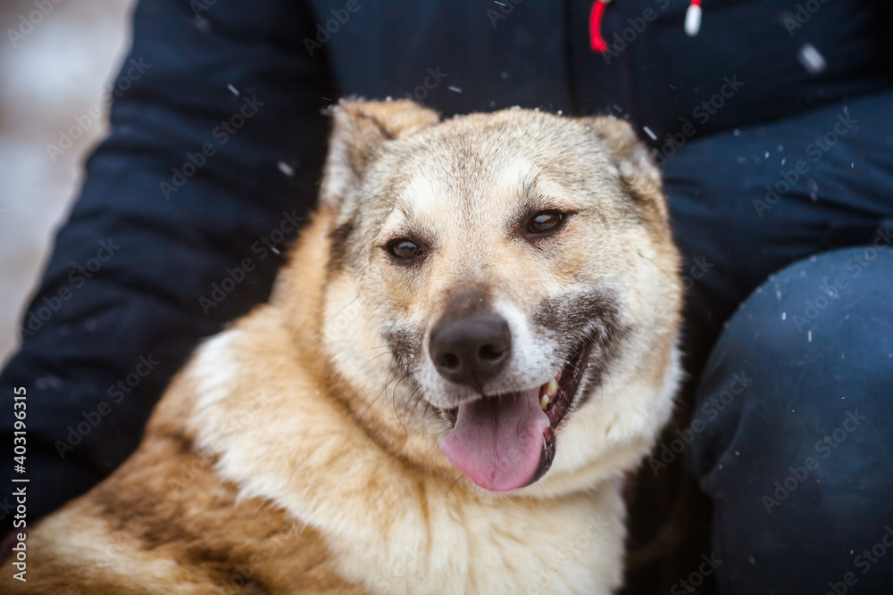 Satisfied dog. Portrait of a happy dog in training Satisfied dog. Portrait of a happy dog in training
