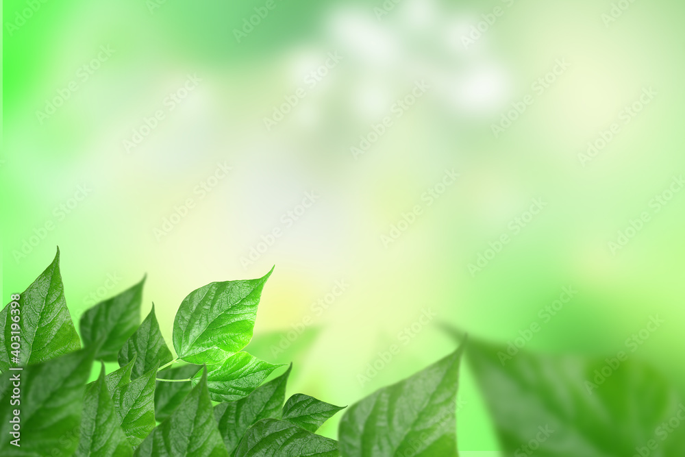 Closeup nature view of green leaf in garden at summer under sunlight. Natural green plants landscape using as a background or wallpaper. Closeup nature view of green leaf in garden at summer under sunlight. Natural green plants landscape using as a background or wallpaper.