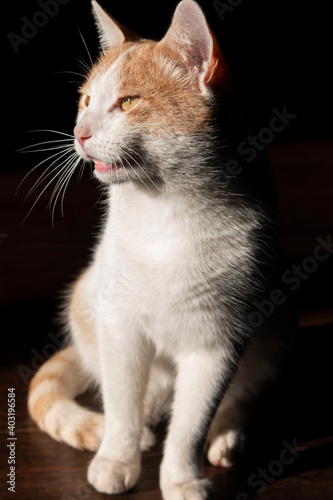 white cat with red spots in contrasting light
