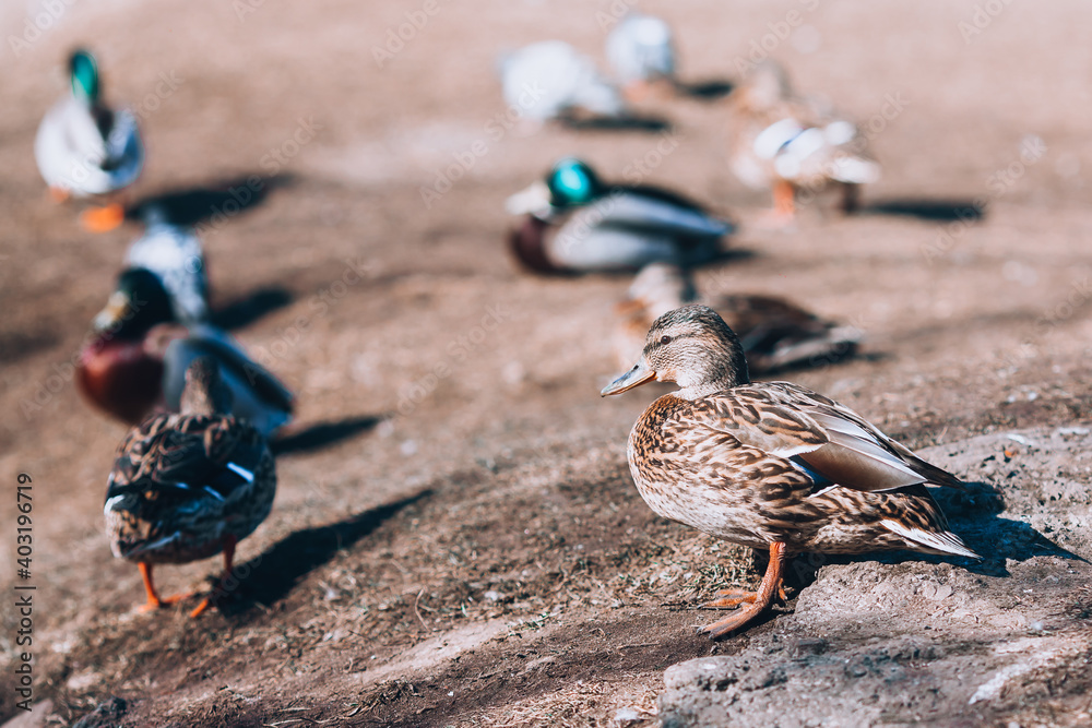 Fototapeta premium Wild duck. Duck close-up on the background of other ducks.