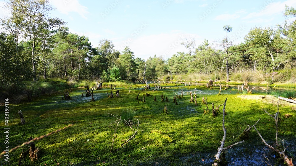 Obraz premium Moorlandschaft in Deutschland. Pietzmoor am Abend
