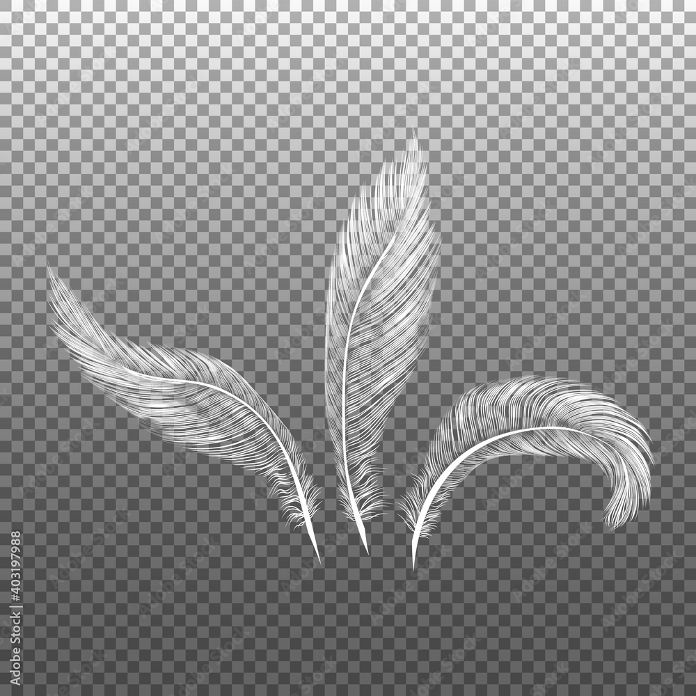 Birds plumage, falling fluffy twirled feather, flying angel wings feathers. Feathers realistic. Birds plumage, falling fluffy twirled feather, flying angel wings feathers. Feathers realistic.