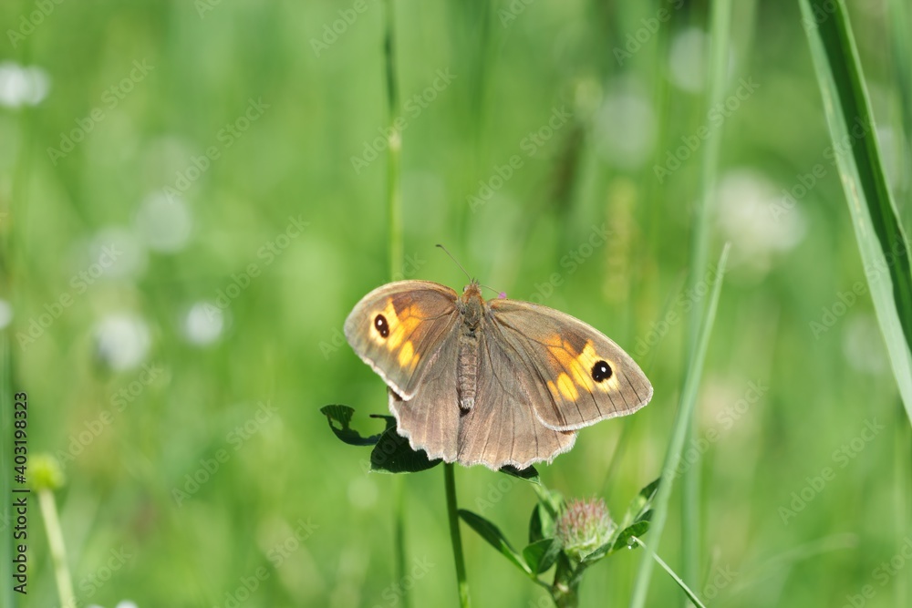meadow brown butterfly in summer in the green meadow, Maniola jurtina meadow brown butterfly in summer in the green meadow, Maniola jurtina