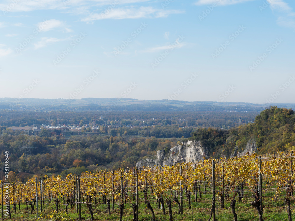 Istein im Baden-Württemberg. Herbstlandschaft. Reben auf den Hügeln mit Blick auf die Rheinebene und Vogesen
