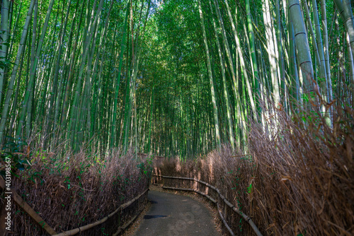 京都 嵯峨野の竹林の道