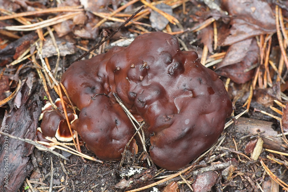 Rhizina undulata, also called Helvella inflata, commonly known as pine