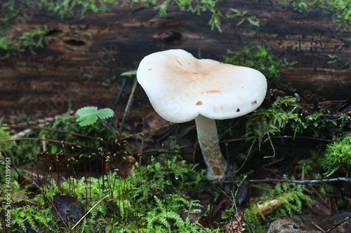 Pholiota lenta, known as slimy scalycap or slimy Pholiota, wild mushrooms from Finland photo