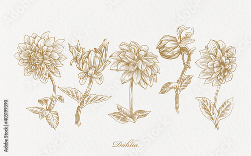 realistic gold dahlia flower hand drawn illustration