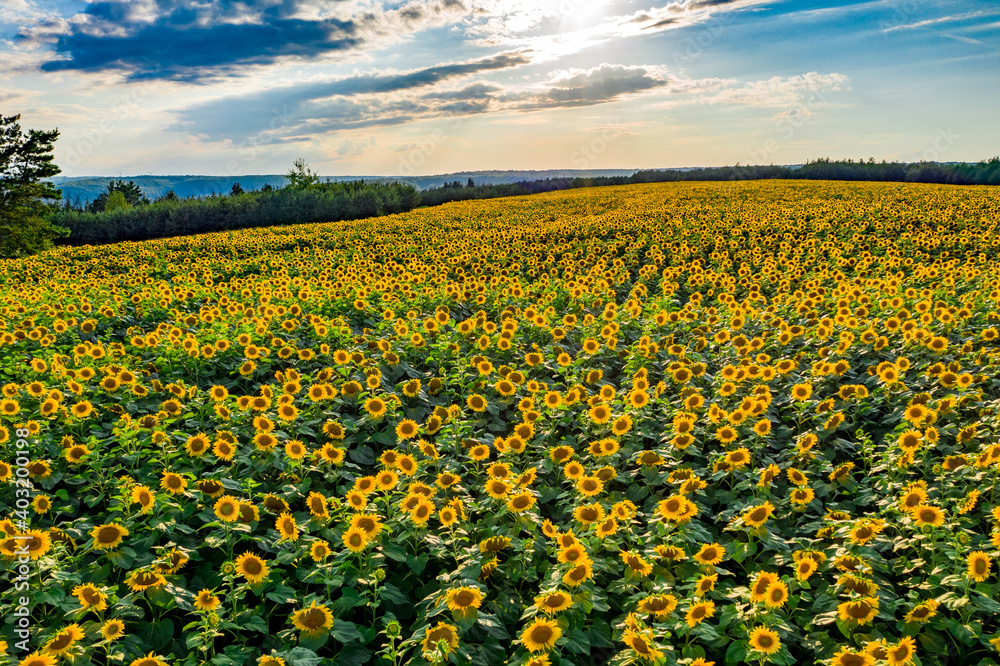 Obraz premium Field with sunflowers at sunset