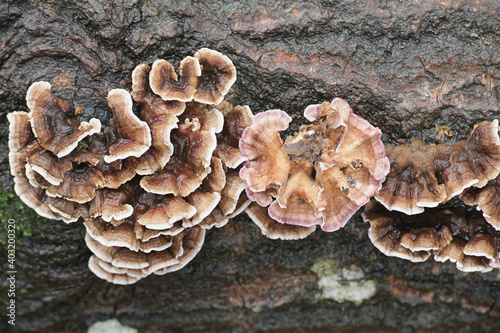 Chondrostereum purpureum, commonly known as the silverleaf fungus, used as a biological control agent for stump sprouting
